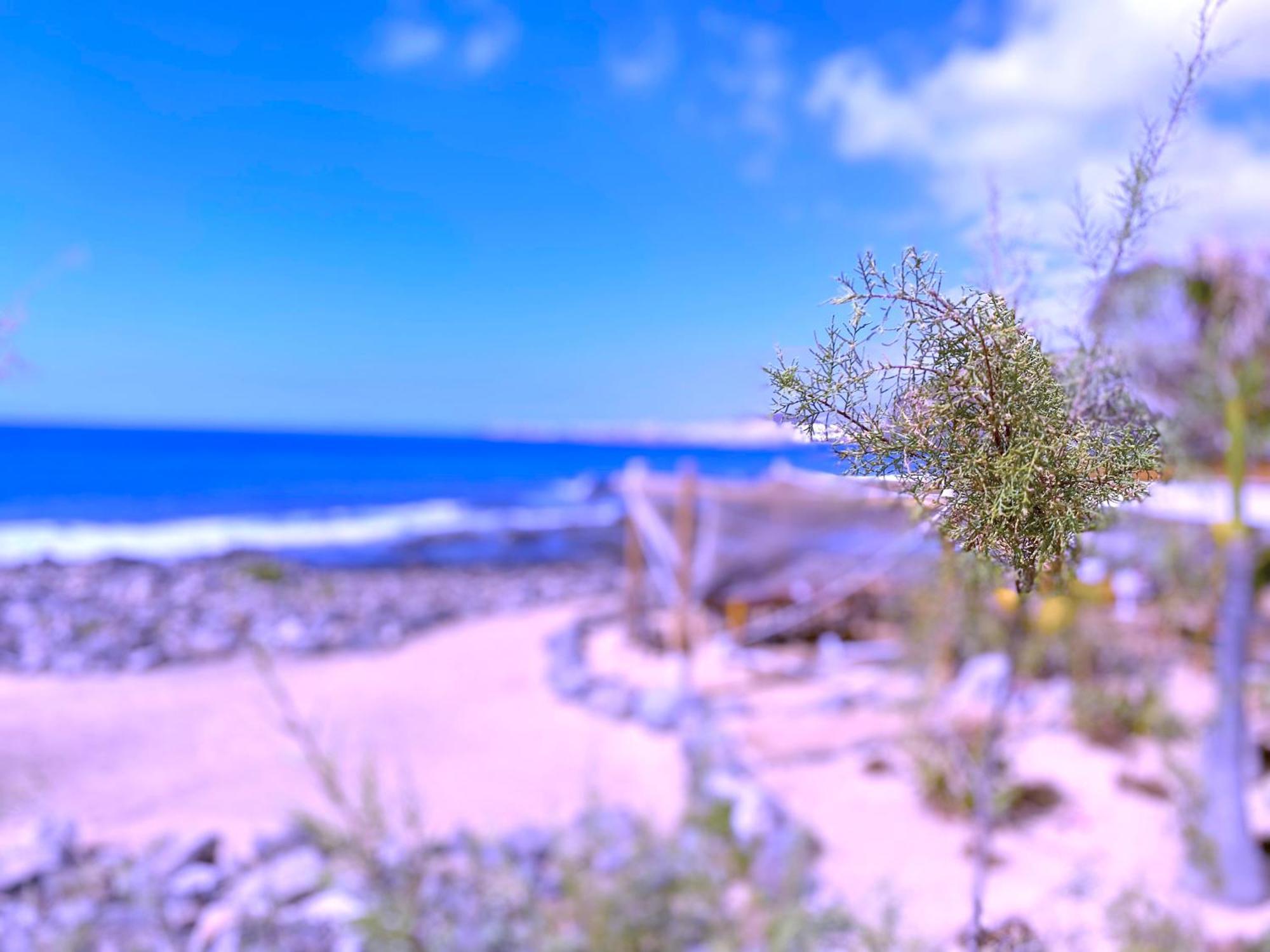 Tropicalidays Las Olas Palm-mar Eksteriør billede